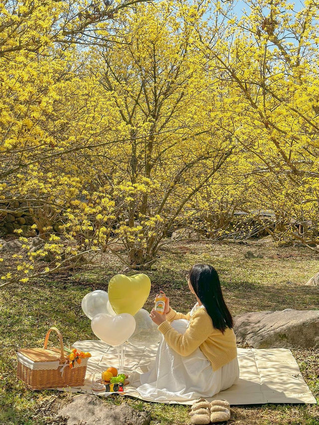 노란빛 봄의 세상으로 초대합니다💛