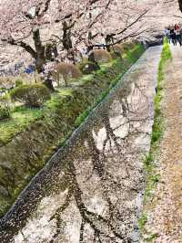 🌸哲學之道：京都山麓的春日漫步🌸
