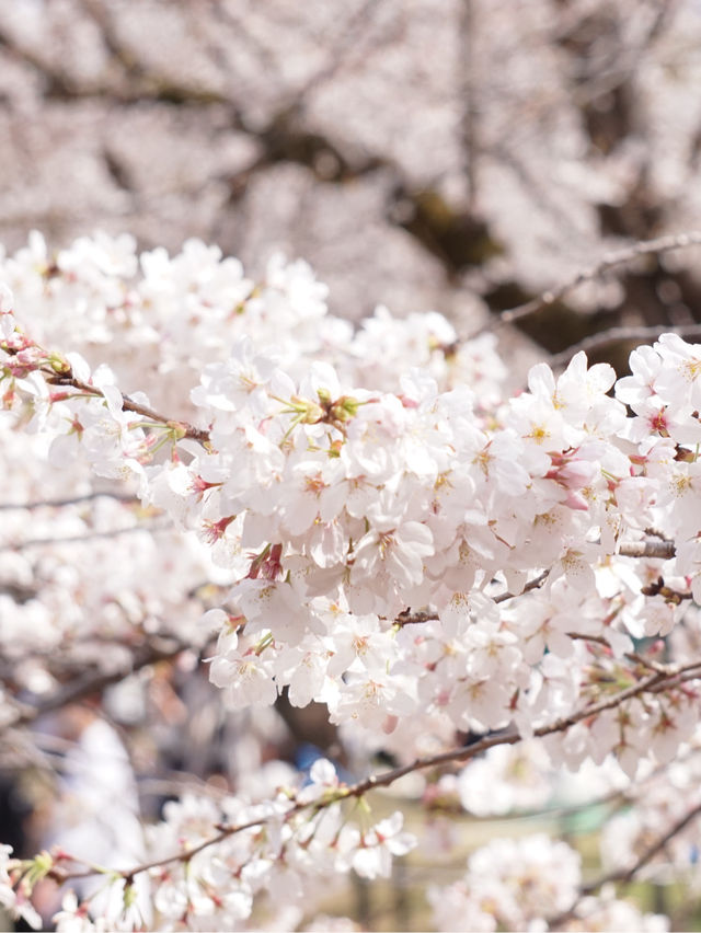 上野公園桜祭り