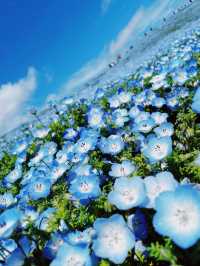【茨城】アオハル。春は青の花畑へ
