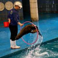 充滿驚喜的動物園