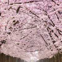 Cherry blossom in korea