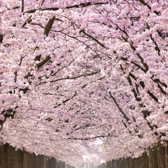 Cherry blossom in korea