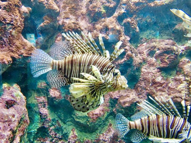 Phuket Aquarium 