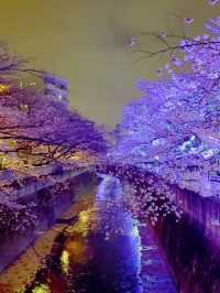 【東京】9割は知らない?!超穴場な夜桜スポット🤍