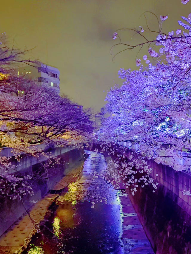 【東京】9割は知らない?!超穴場な夜桜スポット🤍