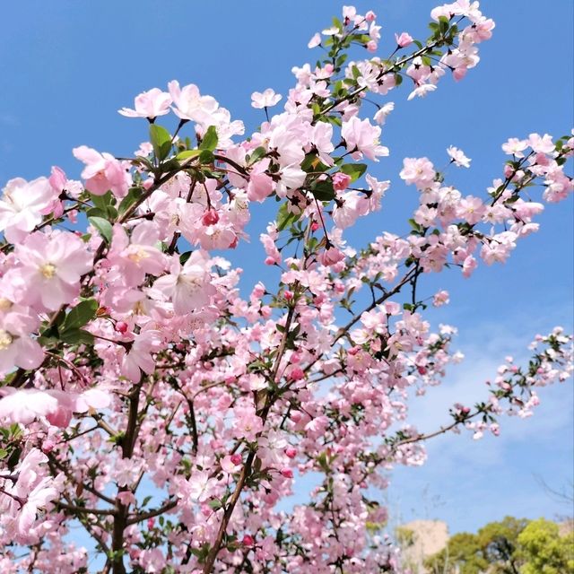 春の関西ソトアソビ🌸豊中市伊丹市グリーンランドひろば