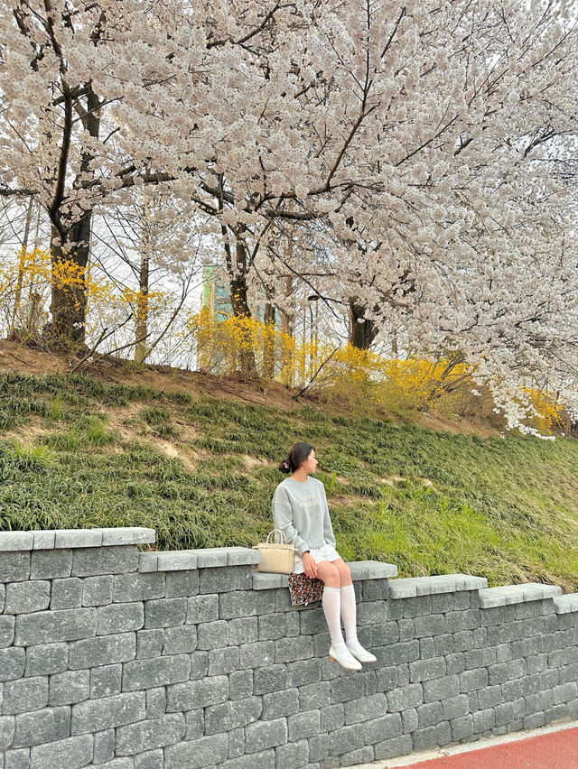 서울 벚꽃놀이 필수코스 🌸💗
