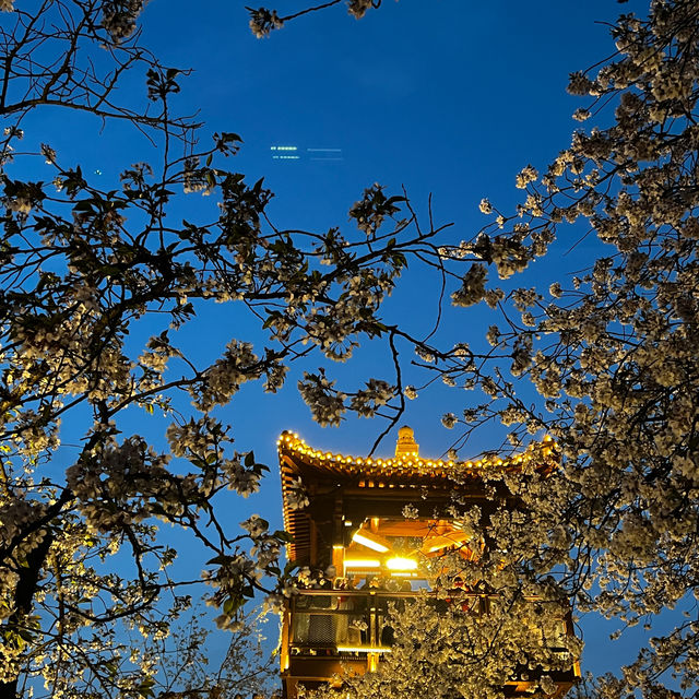 武漢櫻花園｜不出國也看櫻花滿天