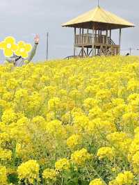 元気が出るイエローの菜の花