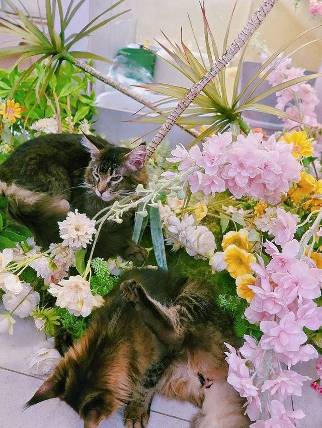 長沙灣新開的田園風素食貓Cafe🐈