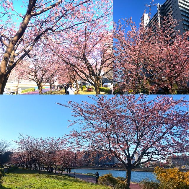 沿河美櫻盛放🌸東京必到汐入公園