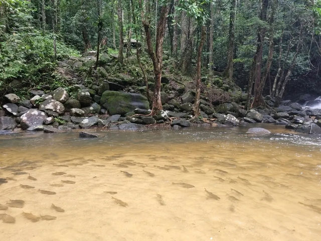 เขตรักษาพันธุ์สัตว์ป่า โตนงาช้าง
