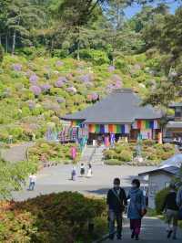 【東京】もうすぐ見頃‼️東京のはずれにある大きなつつじ園🌺