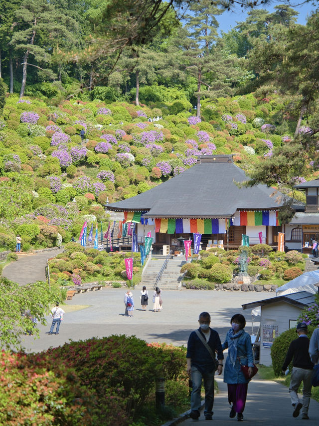 【東京】もうすぐ見頃‼️東京のはずれにある大きなつつじ園🌺