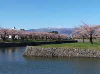 🌸【北海道函館】🌸五稜郭公園櫻花季，留下回憶
