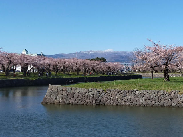 🌸【北海道函館】🌸五稜郭公園櫻花季，留下回憶