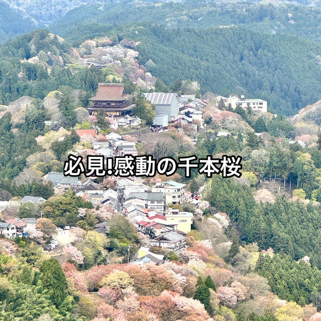 【奈良】必見！感動の千本桜