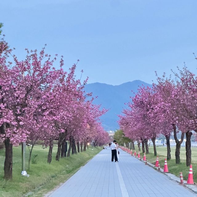 미사경정공원 겹벚꽃 명소 개화시기
