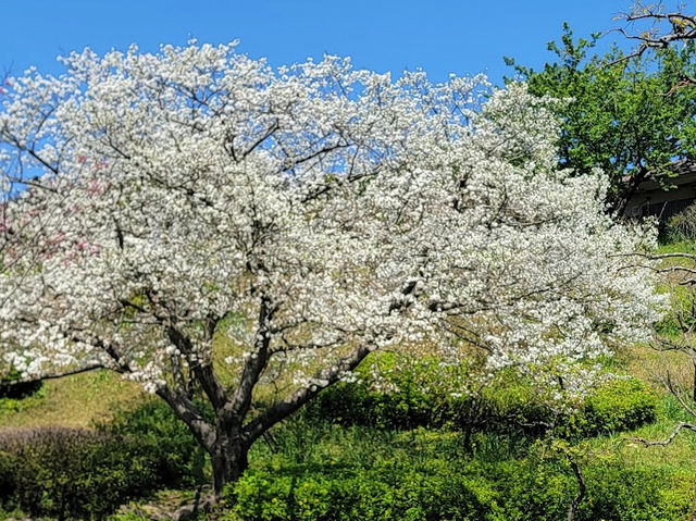 【鹿兒島】吉野公園：賞櫻，情侶和獨自一人