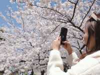 Maizuru Park จุดชมซากุระเมืองฟุกุโอกะ