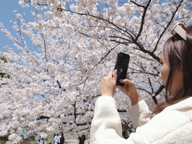 Maizuru Park จุดชมซากุระเมืองฟุกุโอกะ