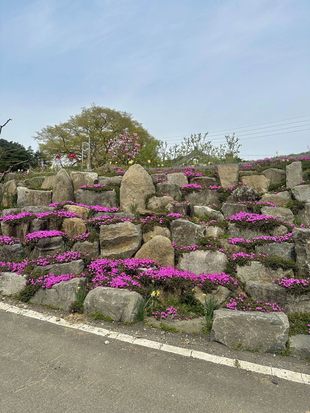 벚꽃과 수선화를 볼 수 있는 거북이마을 🌸🌼