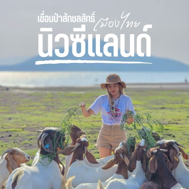 มาให้อาหารแพะ ฟีลทุ่งหญ้านิวซีแลนด์