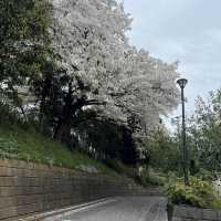 松戸市の桜
