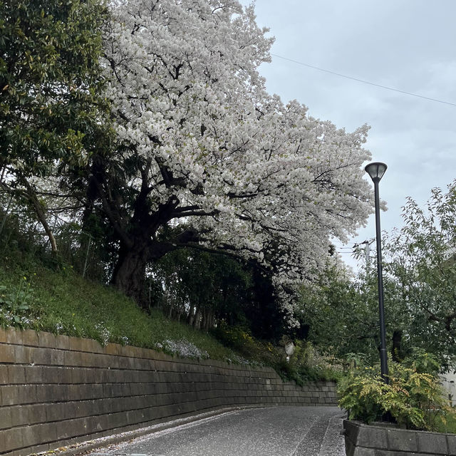 松戸市の桜