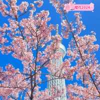 晴空塔下絢爛的櫻花-獨特的都會美景