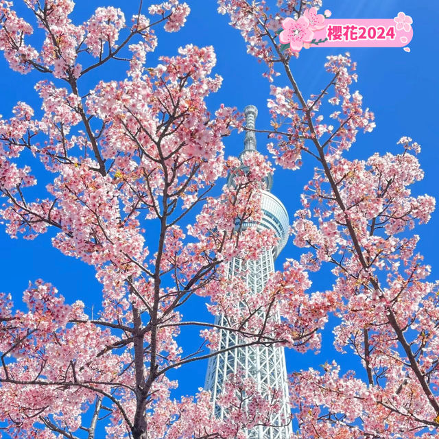 晴空塔下絢爛的櫻花-獨特的都會美景