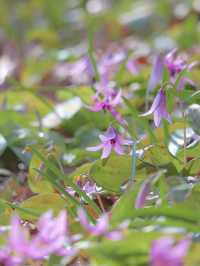 【栃木】春の妖精 カタクリの花に逢いに