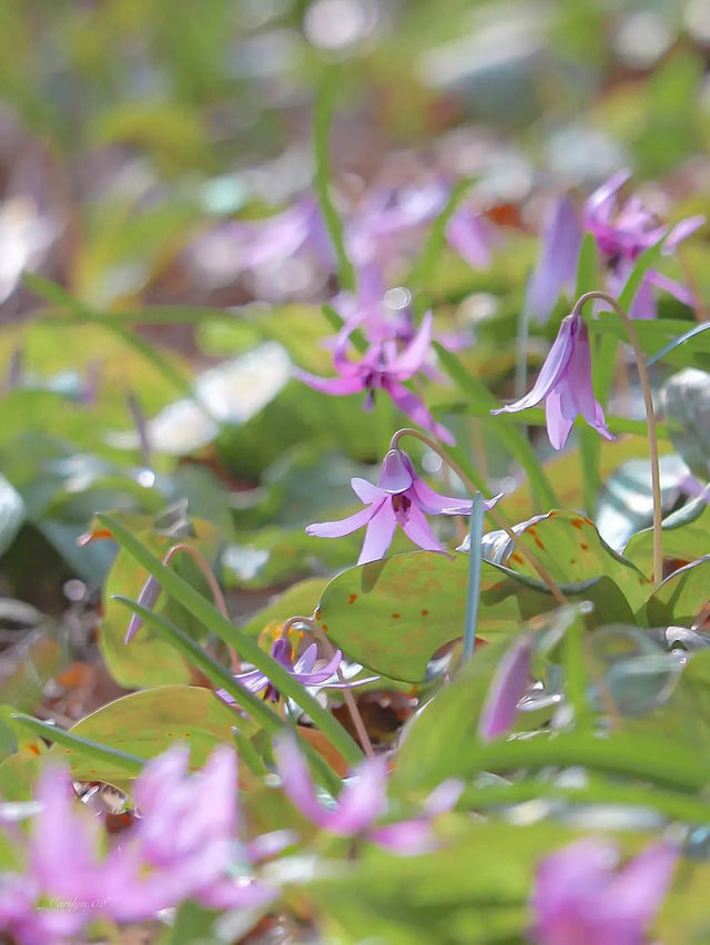 【栃木】春の妖精 カタクリの花に逢いに