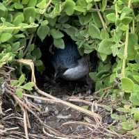 Phillip island day trip