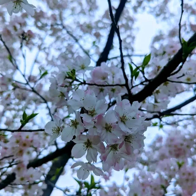 【桜がいっぱいの大きな公園】小金井公園