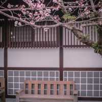 北海道小樽市入船公園：春天花卉盛開，絕美山水樂園
