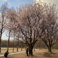 ไปเดินชมป่าใจกลางเมืองโซล ที่ Seoul Forest 🍃