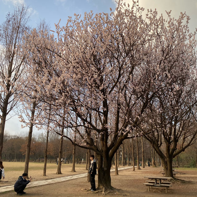ไปเดินชมป่าใจกลางเมืองโซล ที่ Seoul Forest 🍃