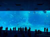 🌊ท่องโลกใต้ทะเลที่ Okinawa Churaumi Aquarium