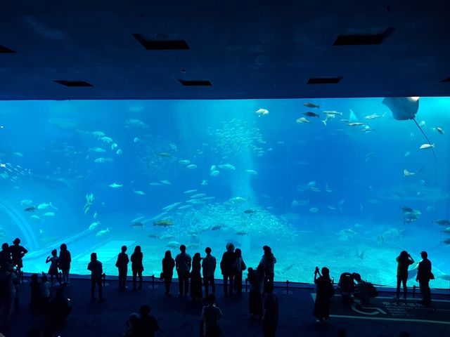 🌊ท่องโลกใต้ทะเลที่ Okinawa Churaumi Aquarium