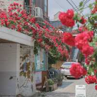 장미 명소 수원 행궁동