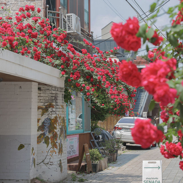 장미 명소 수원 행궁동