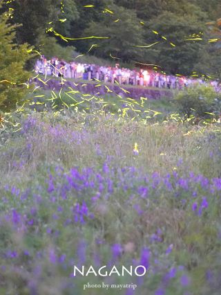 【長野／上伊那】日本第一的辰野螢火蟲祭
