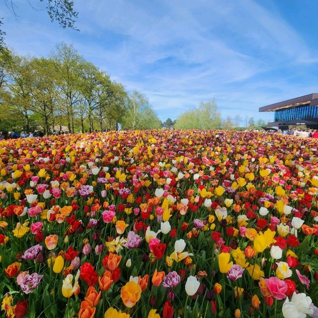 One day trip to Keukenhof ฉบับไปคนเดียว