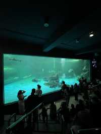 ย้อนเวลาไปเที่ยวบางแสน🐬🐟🐠