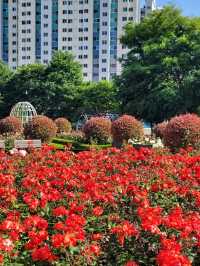 안젤라장미가 예쁜 광양 장미정원🌹🩷