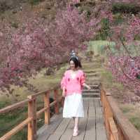 🌸 ซากุระเมืองไทย @ขุนวาง เชียงใหม่