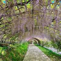【福岡観光】藤の花のアーチが圧巻