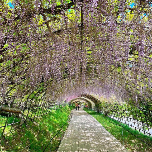 【福岡観光】藤の花のアーチが圧巻